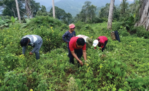 Môn Dược liệu học cung cấp nền tảng kiến thức quan trọng về cây thuốc và dược liệu tự nhiên